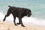 CANE CORSO 666